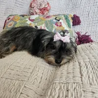 Nicky, a female Yorkshire Terrier for sale in Lake Los Angeles, CA – 3 of 10