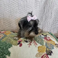 Nicky, a female Yorkshire Terrier for sale in Lake Los Angeles, CA – 6 of 10
