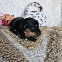 TCup Tina, a female Yorkshire Terrier for sale in Lancaster, CA – 4 of 9