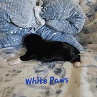 White Paws, a male Yorkshire Terrier for sale in Lancaster, CA – 5 of 9
