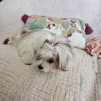Peanut, a male Yorkshire Terrier for sale in Lake Los Angeles, CA – 2 of 4