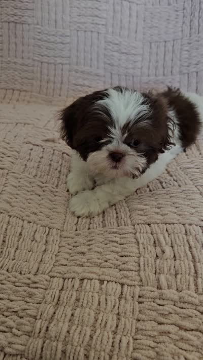 Katie, a female Shih Tzu for sale in Lake Los Angeles, CA – 3 of 3