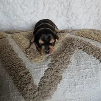 Chocolater Merle Male Bradley, a male Yorkshire Terrier for sale in Lancaster, CA – 9 of 10