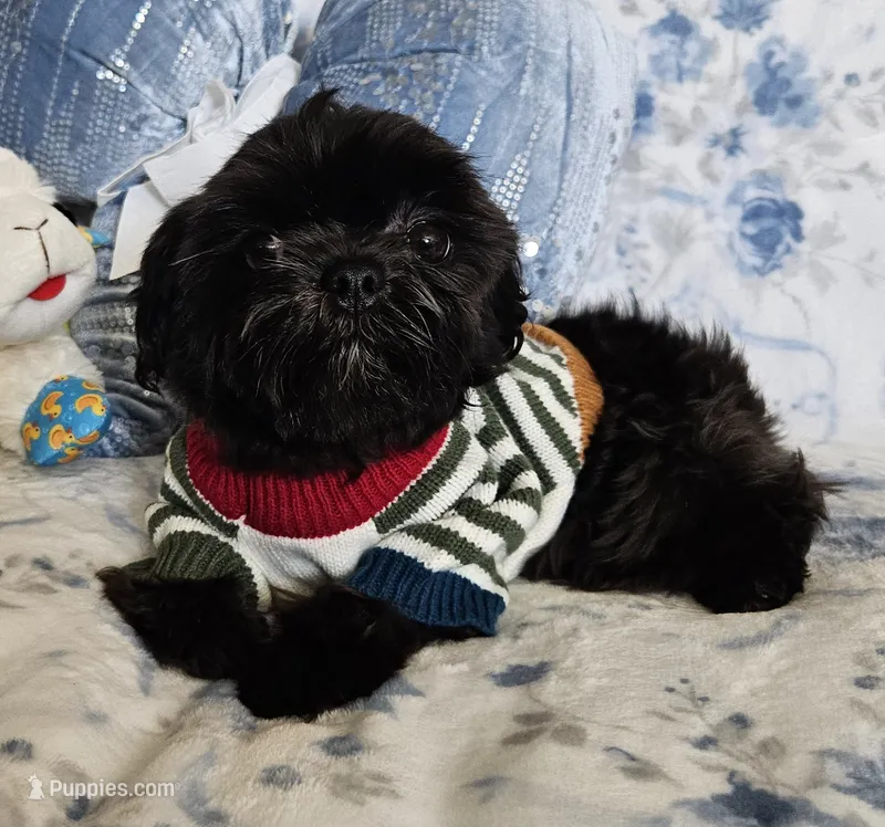 Raven  – Maltese, Shih Tzu puppy for sale in Lake Los Angeles, CA