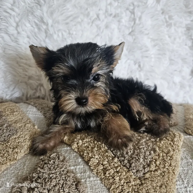 TCup Chippie – Yorkshire Terrier puppy for sale in Lancaster, CA