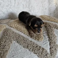 Chocolater Merle Male Bradley, a male Yorkshire Terrier for sale in Lancaster, CA – 5 of 10