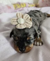 Nicky, a female Yorkshire Terrier for sale in Lake Los Angeles, CA – 9 of 10