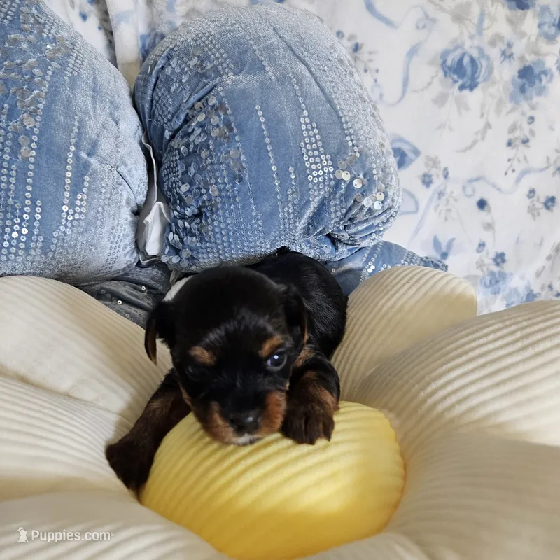 Penny – Yorkshire Terrier puppy for sale in Lancaster, CA