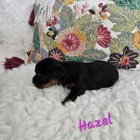 Hazel, a female Yorkshire Terrier for sale in Lancaster, CA – 5 of 10