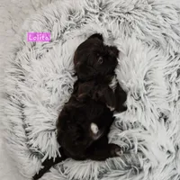 Lolita, a female Shih Tzu for sale in Lake Los Angeles, CA – Photo 6 of 7