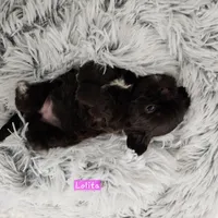 Lolita, a female Shih Tzu for sale in Lake Los Angeles, CA – Photo 3 of 7