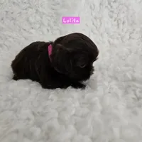 Lolita, a female Shih Tzu for sale in Lake Los Angeles, CA – Photo 2 of 7