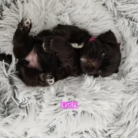 Lolita, a female Shih Tzu for sale in Lake Los Angeles, CA – Photo 4 of 7