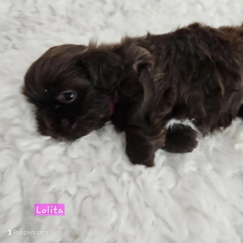 Lolita – Shih Tzu puppy for sale in Lake Los Angeles, CA