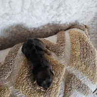 Chocolater Merle Male Bradley, a male Yorkshire Terrier for sale in Lancaster, CA – 2 of 10