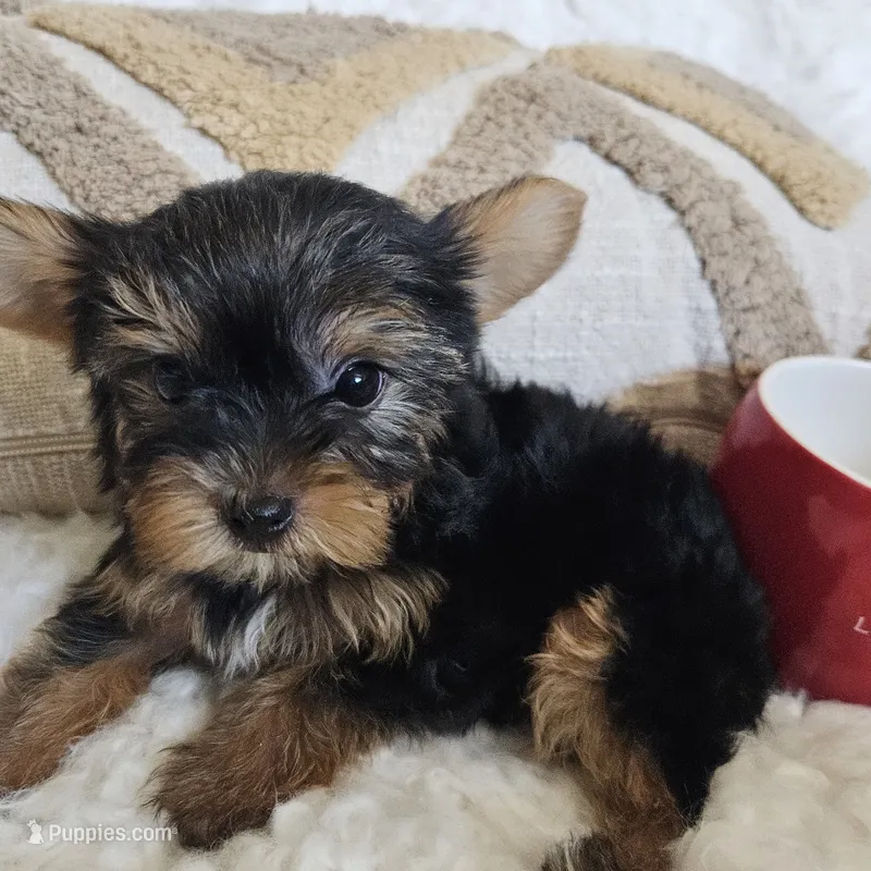 TCup Chippie – Yorkshire Terrier puppy for sale in Lancaster, CA