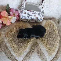 TCup Tina, a female Yorkshire Terrier for sale in Lancaster, CA – 6 of 9