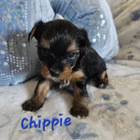 Chippie, a male Yorkshire Terrier for sale in Lancaster, CA – 4 of 8