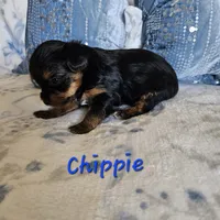 Chippie, a male Yorkshire Terrier for sale in Lancaster, CA – 6 of 8