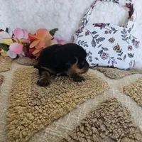 TCup Tina, a female Yorkshire Terrier for sale in Lancaster, CA – 3 of 9