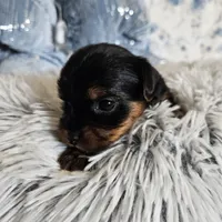 Hazel, a female Yorkshire Terrier for sale in Lancaster, CA – 2 of 10