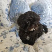 Chewbacca, a male Shih Tzu for sale in Lake Los Angeles, CA – 1 of 9