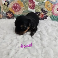 Hazel, a female Yorkshire Terrier for sale in Lancaster, CA – 6 of 10