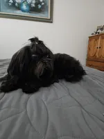 Raven , a male Maltese and Shih Tzu for sale in Lake Los Angeles, CA – 5 of 5