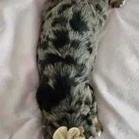 Lily, a female Yorkshire Terrier and Biewer for sale in Lake Los Angeles, CA – Photo 3 of 10