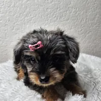 Lily, a female Yorkshire Terrier and Biewer for sale in Lake Los Angeles, CA – Photo 8 of 10