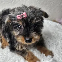 Lily, a female Yorkshire Terrier and Biewer for sale in Lake Los Angeles, CA – Photo 10 of 10