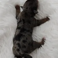 Lily, a female Yorkshire Terrier and Biewer for sale in Lake Los Angeles, CA – Photo 2 of 10