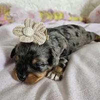 Lily, a female Yorkshire Terrier and Biewer for sale in Lake Los Angeles, CA – Photo 1 of 10