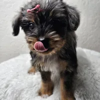 Lily, a female Yorkshire Terrier and Biewer for sale in Lake Los Angeles, CA – Photo 6 of 10