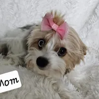 Lily, a female Yorkshire Terrier and Biewer for sale in Lake Los Angeles, CA – Photo 5 of 10