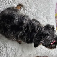 Lily, a female Yorkshire Terrier and Biewer for sale in Lake Los Angeles, CA – Photo 9 of 10