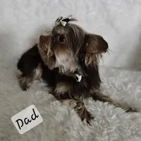 Lily, a female Yorkshire Terrier and Biewer for sale in Lake Los Angeles, CA – Photo 4 of 10