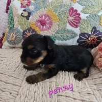 Penny, a female Yorkshire Terrier for sale in Lancaster, CA – 5 of 10