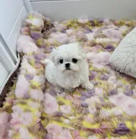 Kai, a male Maltese for sale in Lake Los Angeles, CA – Photo 4 of 6