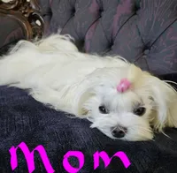 Kai, a male Maltese for sale in Lake Los Angeles, CA – Photo 6 of 6