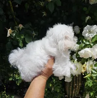 Kai, a male Maltese for sale in Lake Los Angeles, CA – Photo 3 of 6