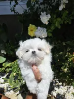 Kai, a male Maltese for sale in Lake Los Angeles, CA – Photo 2 of 6