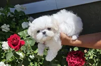 Kai, a male Maltese for sale in Lake Los Angeles, CA – Photo 1 of 6