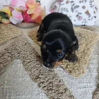 TCup Tina, a female Yorkshire Terrier for sale in Lancaster, CA – 1 of 9
