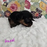 Hazel, a female Yorkshire Terrier for sale in Lancaster, CA – 4 of 10