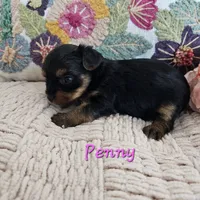 Penny, a female Yorkshire Terrier for sale in Lancaster, CA – 6 of 10
