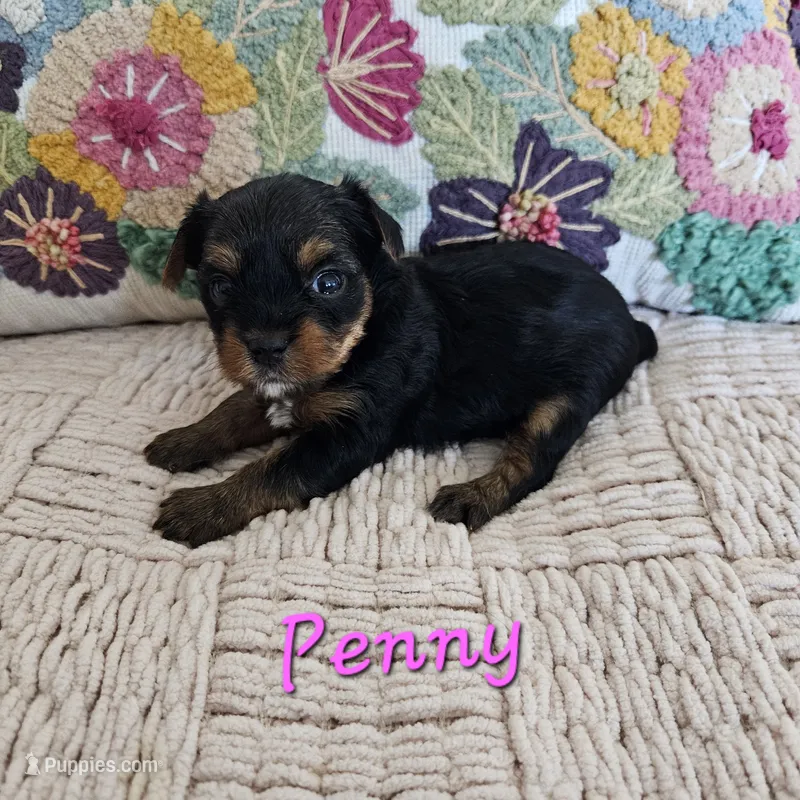 Penny – Yorkshire Terrier puppy for sale in Lancaster, CA