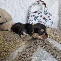 Chocolate Merle Elvis, a male Yorkshire Terrier and Biewer for sale in Lancaster, CA – 7 of 8