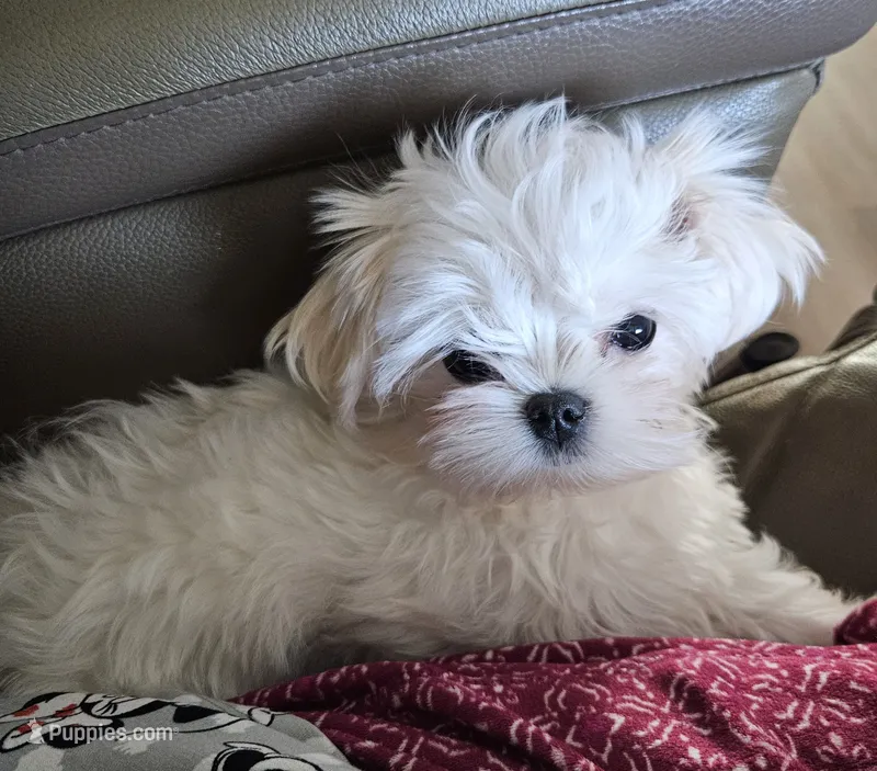 Frosty – Maltese puppy for sale in Lake Los Angeles, CA