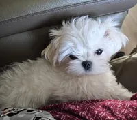 Korean AKC TCup Frosty, a male Maltese for sale in Lake Los Angeles, CA – 1 of 3
